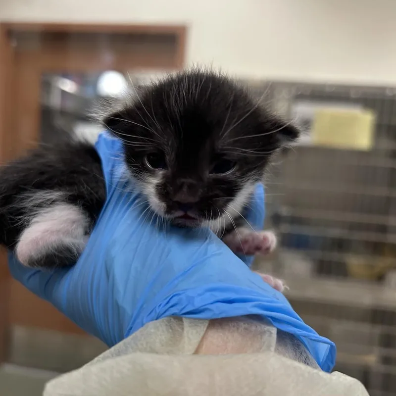A baby small-sized female Black Domestic Short Hair cat named Tyra for adoption in Upland, CA