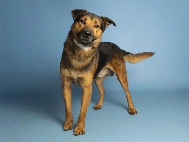 An adult large-sized male German Shepherd Dog dog named Walter for adoption in Phoenix, AZ