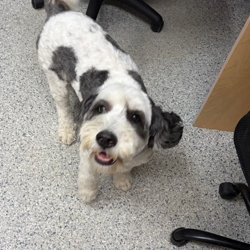 An adult medium-sized female White / Cream Miniature Poodle dog named Lucy for adoption in Scituate, MA