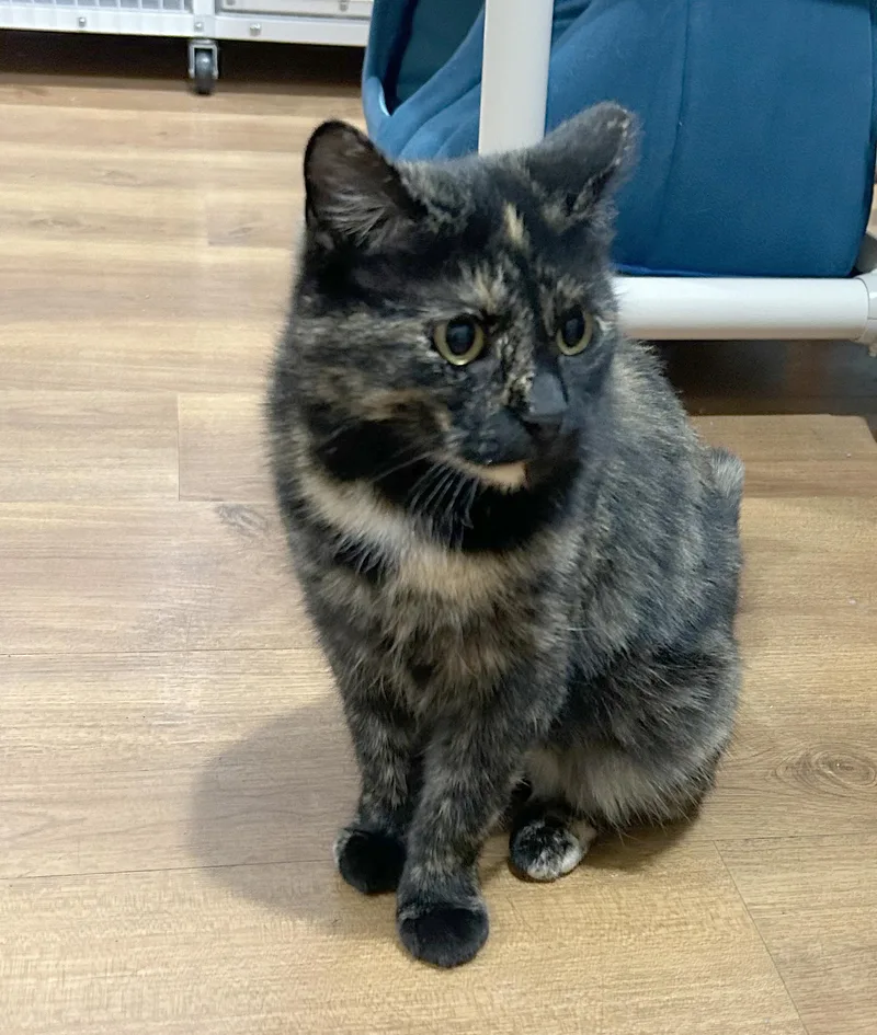 An adult medium-sized female Tortoiseshell cat named Bea for adoption in Parkville, MO