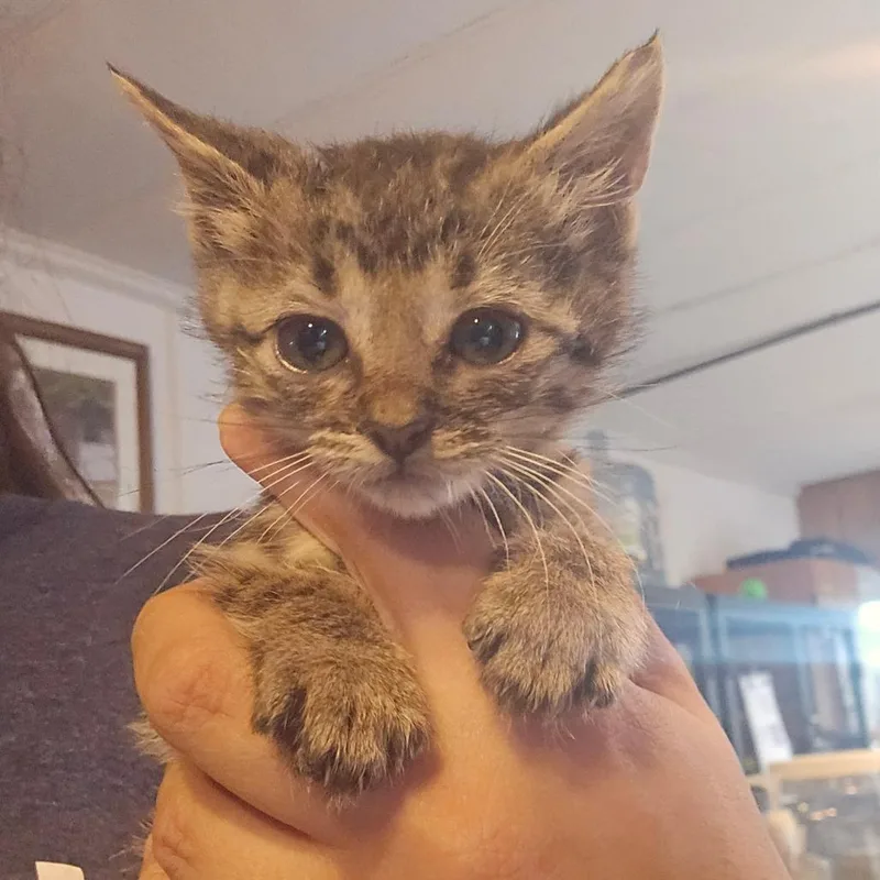 A baby small-sized female Brown / Chocolate Domestic Short Hair cat named Phyllis for adoption in Hanna City, IL