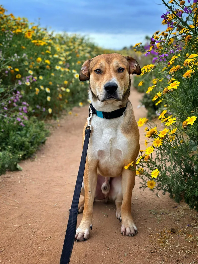 A young medium-sized male Mountain Cur dog named Cedar for adoption in San Diego, CA