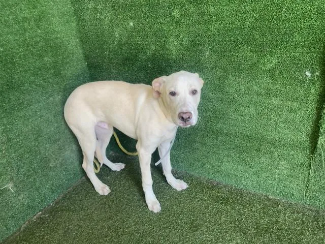 A young medium-sized male Siberian Husky dog named Robin for adoption in Lancaster, CA