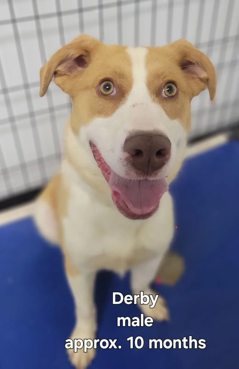 A young medium-sized male White / Cream Mixed Breed dog named Derby for adoption in Ashland, KY