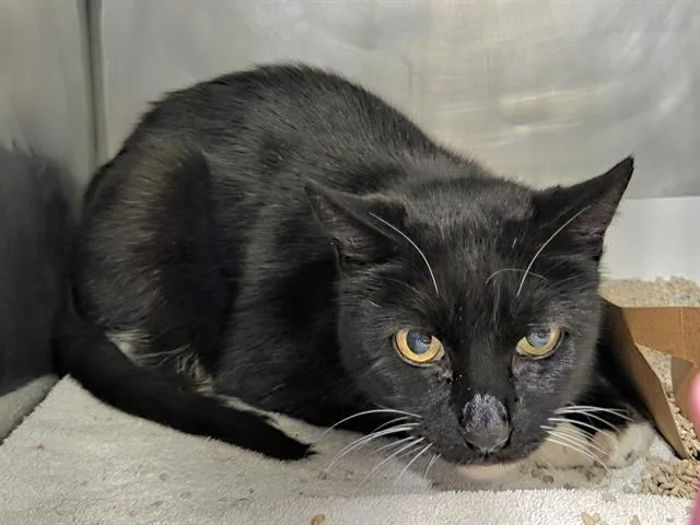 A young small-sized male Domestic Short Hair cat named Alexander for adoption in Panama City, FL