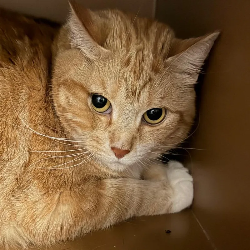 An adult large-sized female Orange / Red Domestic Short Hair cat named Pudding for adoption in Middlebury, VT