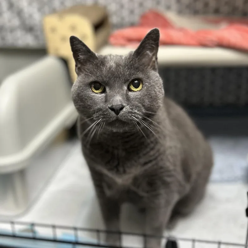 A senior large-sized male Russian Blue cat named KiKi for adoption in Bountiful, UT