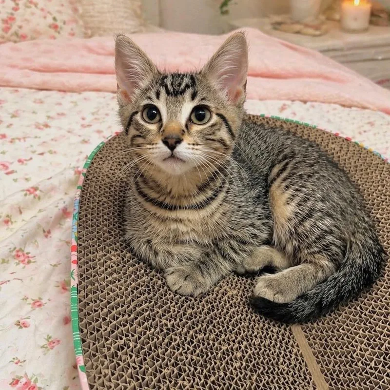 A baby small-sized male Brown / Chocolate Domestic Short Hair cat named Olive for adoption in Port Richey, FL