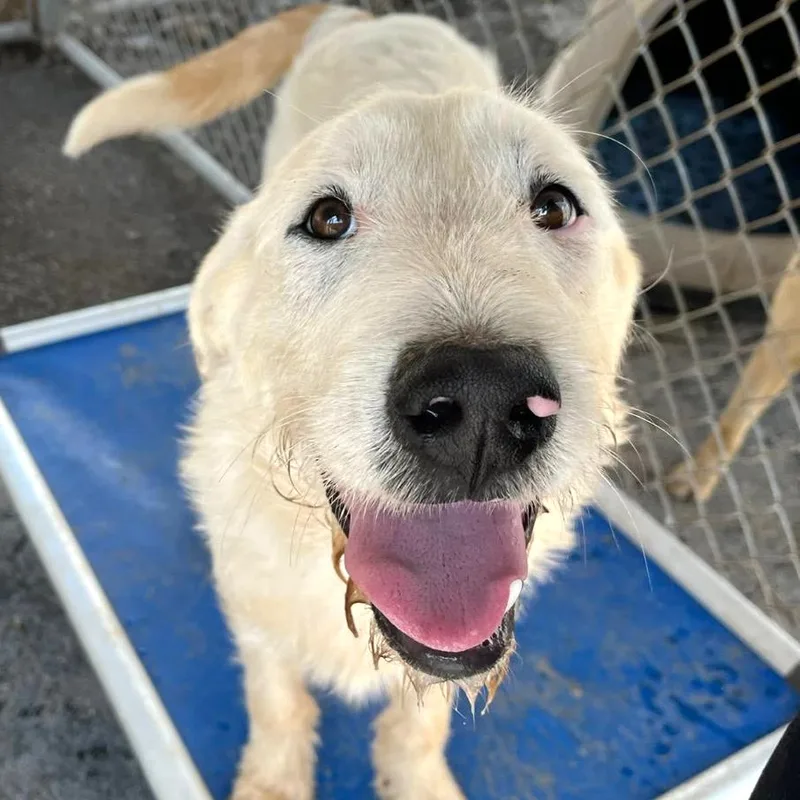 Jelly Bean thumbnail 2