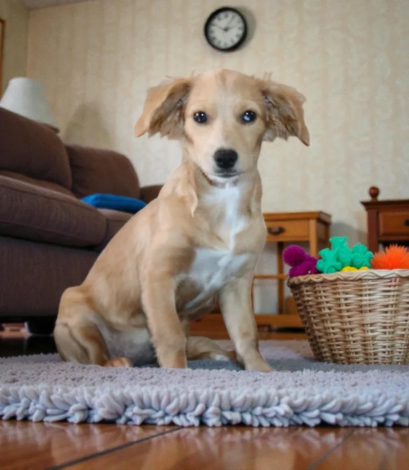 A baby medium-sized female Mixed Breed dog named Lady for adoption in Mesa, AZ