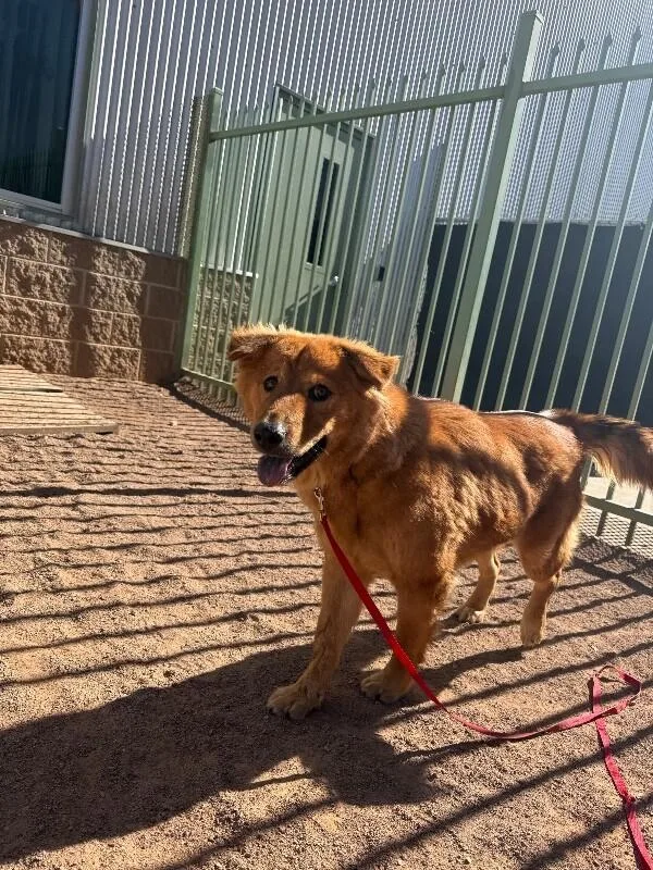 An adult large-sized female Merle (Red) Mixed Breed dog named Red for adoption in Hobbs, NM