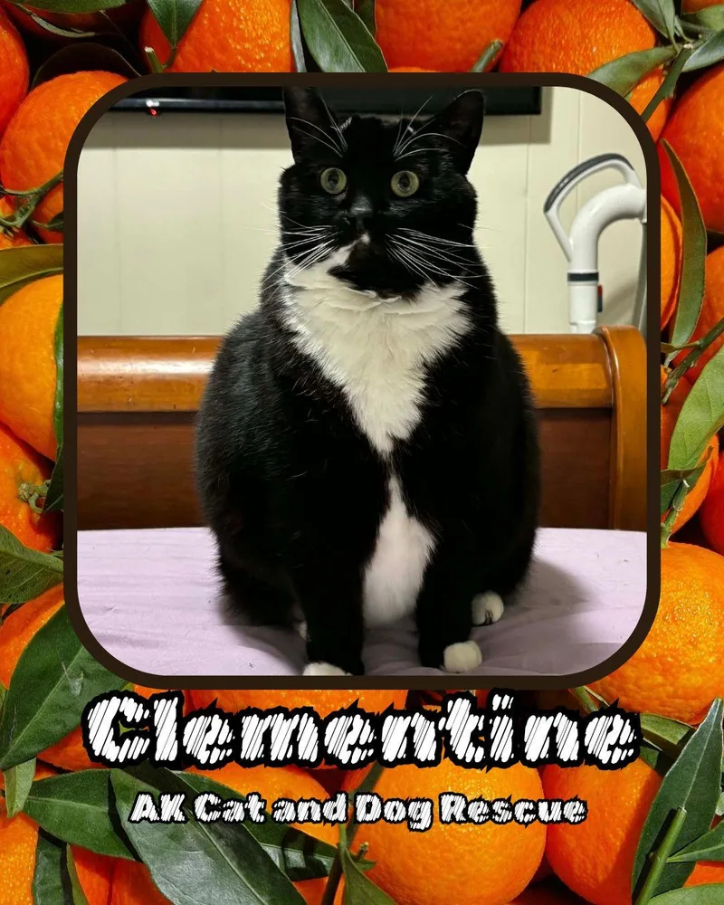 Clementine thumbnail 2