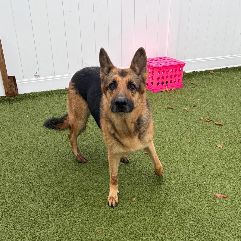An adult large-sized female German Shepherd Dog dog named Dew Drop for adoption in Binghamton, NY