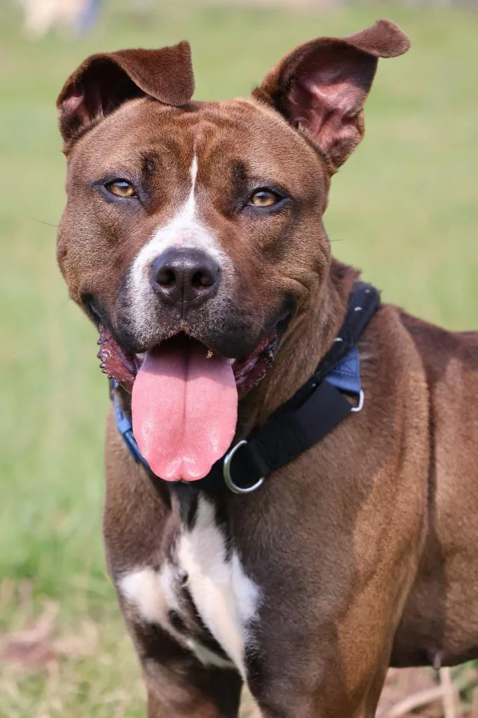 A young large-sized female Mixed Breed dog named Juno for adoption in Columbia, TN