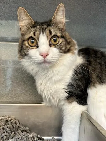 A young medium-sized male Tabby (Brown / Chocolate) Domestic Medium Hair cat named Lex for adoption in Manassas, VA