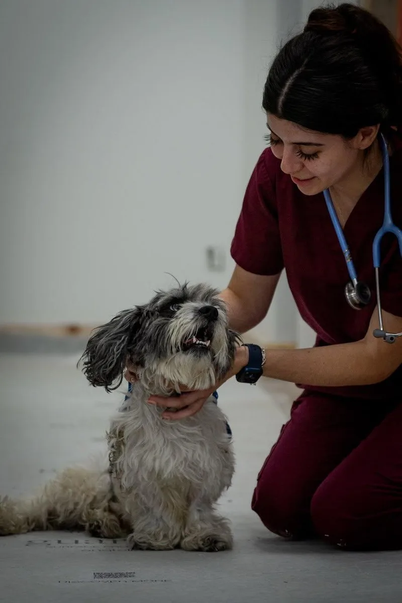 An adult small-sized male White / Cream Havanese dog named Ernie for adoption in Greenville, SC