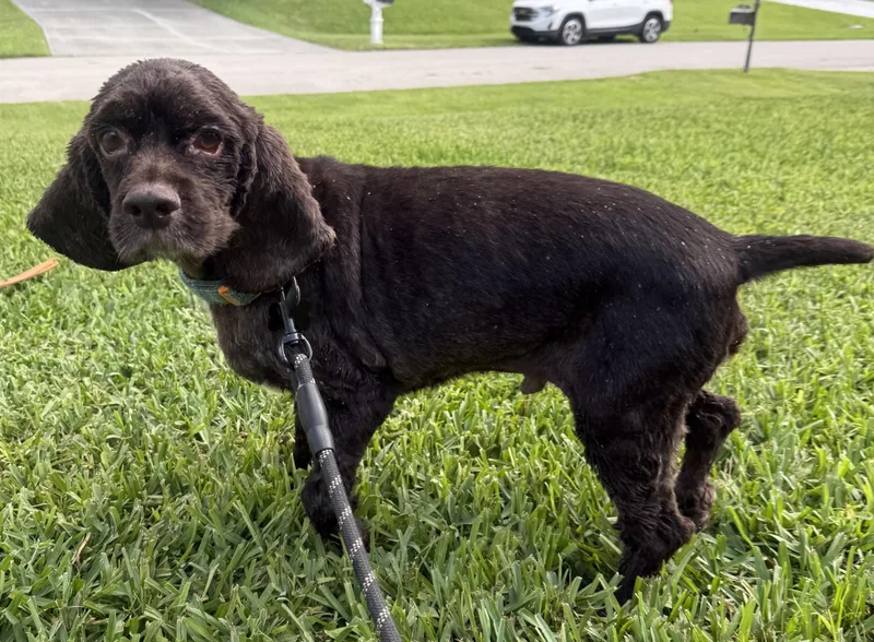 An adult medium-sized male Cocker Spaniel dog named Tobi for adoption in Cape Coral, FL