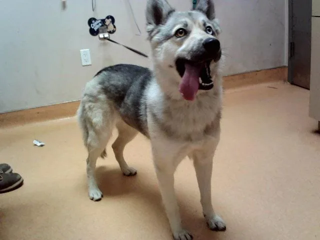 A young large-sized female Siberian Husky dog named Klondike for adoption in Martinez, CA