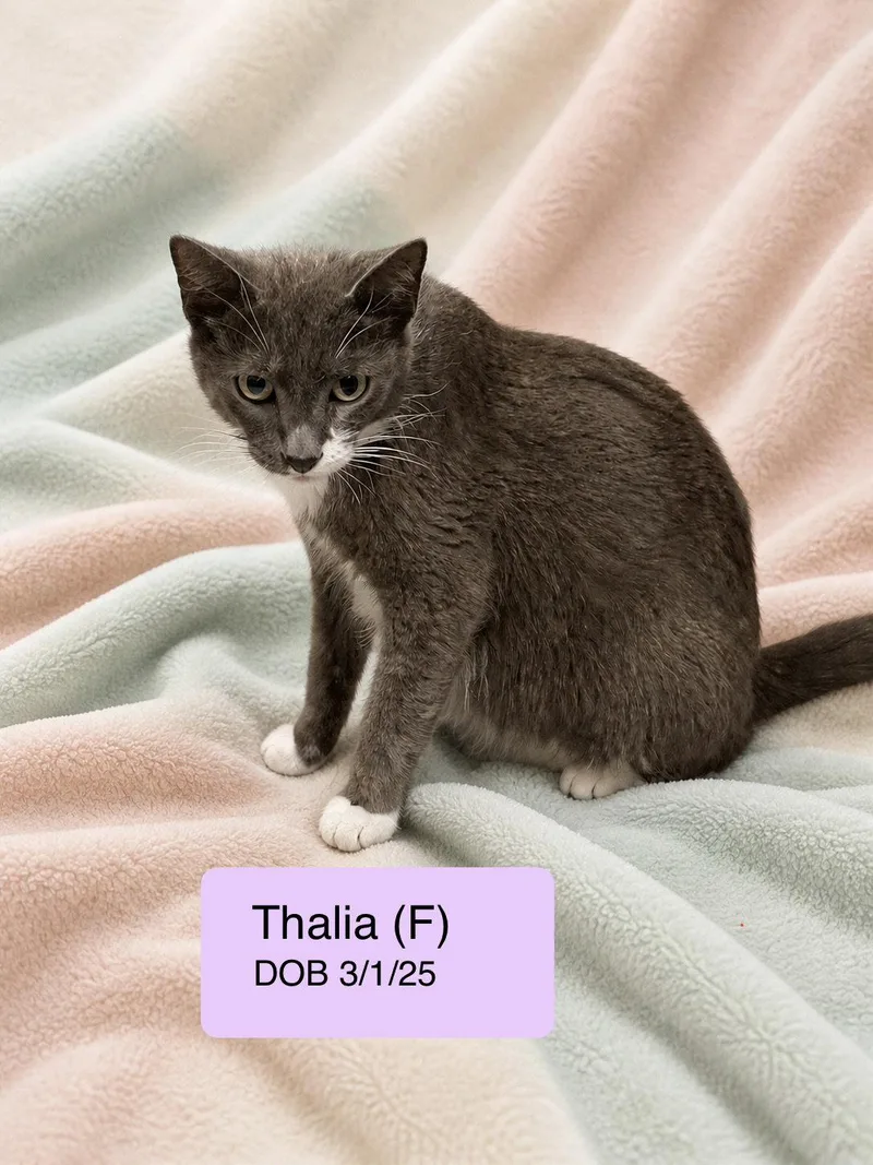 An adult medium-sized female Gray & White Domestic Short Hair cat named Thalia for adoption in Vacaville, CA