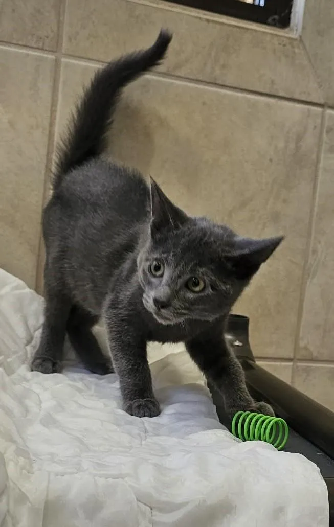 A baby small-sized male Gray / Blue / Silver Domestic Short Hair cat named Officer for adoption in Canon City, CO
