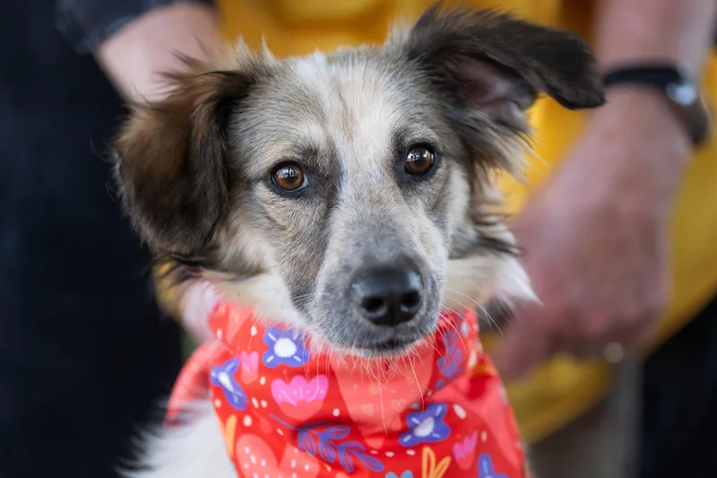 A young small-sized female White / Cream Shetland Sheepdog / Sheltie dog named Sushi for adoption in Santa Rosa, CA