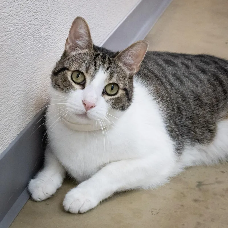 An adult large-sized male Domestic Short Hair cat named Mr. Charlie for adoption in Tulsa, OK