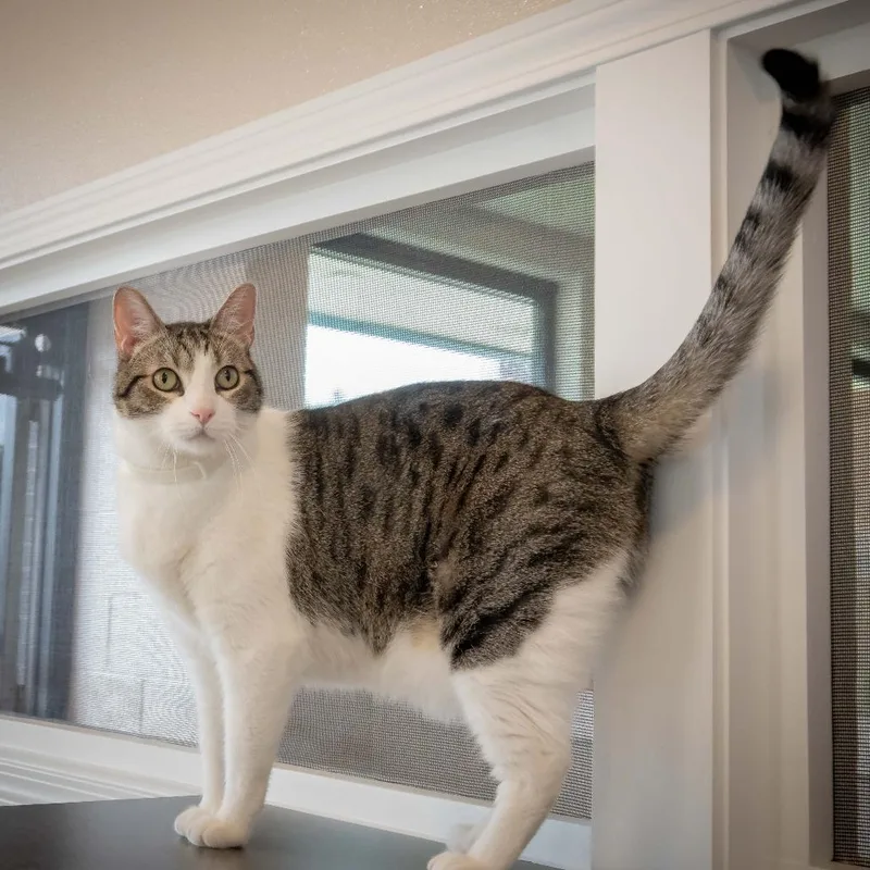 Mr. Charlie thumbnail 2