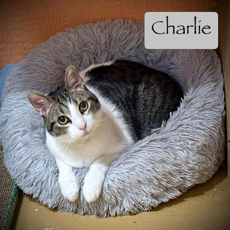 Mr. Charlie thumbnail 4