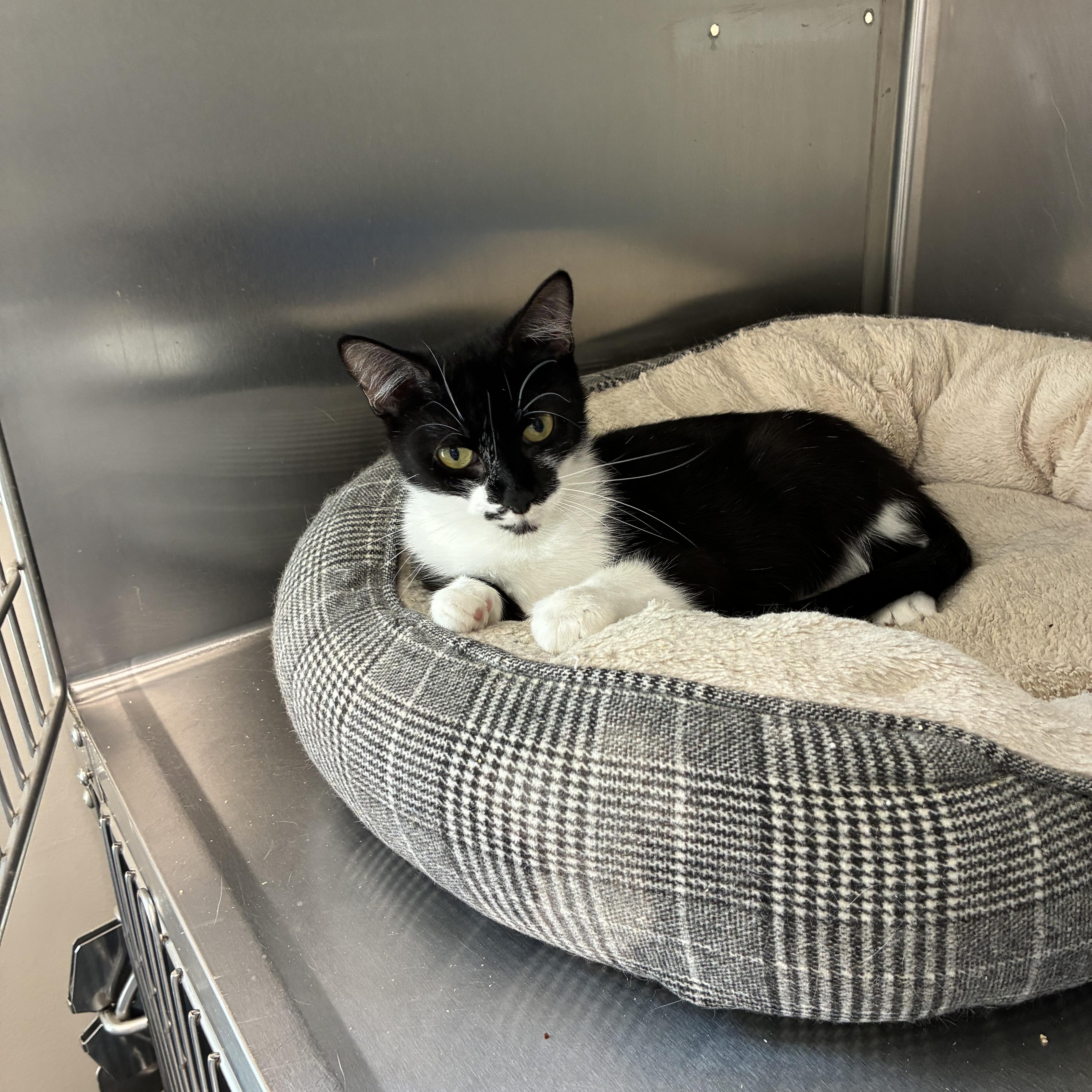 A young medium-sized female Black & White / Tuxedo Domestic Short Hair cat named Scooter for adoption in Woodbridge, CT