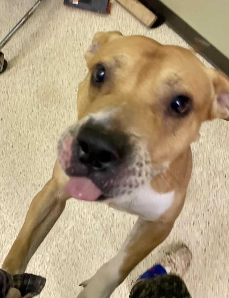 An adult medium-sized male Terrier dog named Swayzee for adoption in Muncie, IN