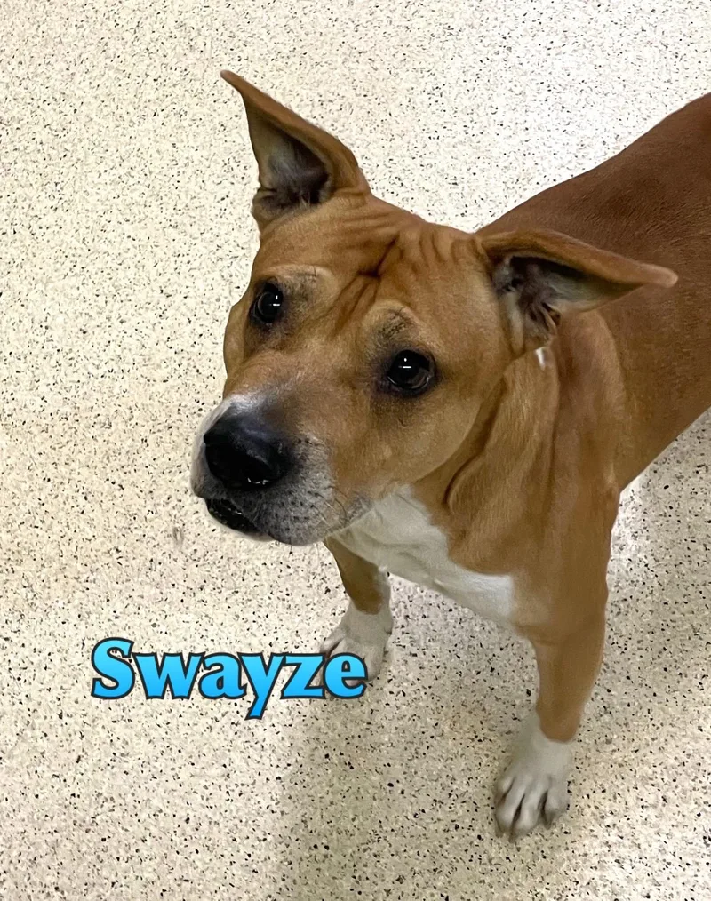 Swayzee thumbnail 6