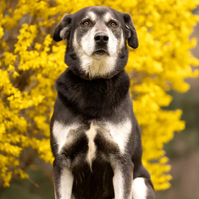 A young large-sized male Tricolor (Brown, Black, & White) Shepherd dog named Arlo for adoption in Armonk, NY
