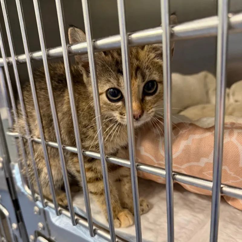 A baby small-sized female Brown / Chocolate Domestic Short Hair cat named Mentos for adoption in Greensboro, NC
