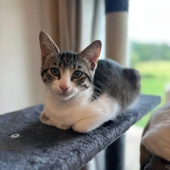 A baby small-sized male Tabby (Brown / Chocolate) Domestic Short Hair cat named Bear for adoption in Flint, TX
