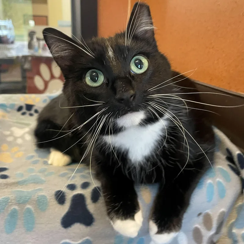 An adult medium-sized male Black & White / Tuxedo Domestic Short Hair cat named Lemmy for adoption in Rochester, MN
