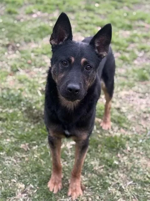 A young medium-sized male Shepherd dog named Kona for adoption in Riverside, CA