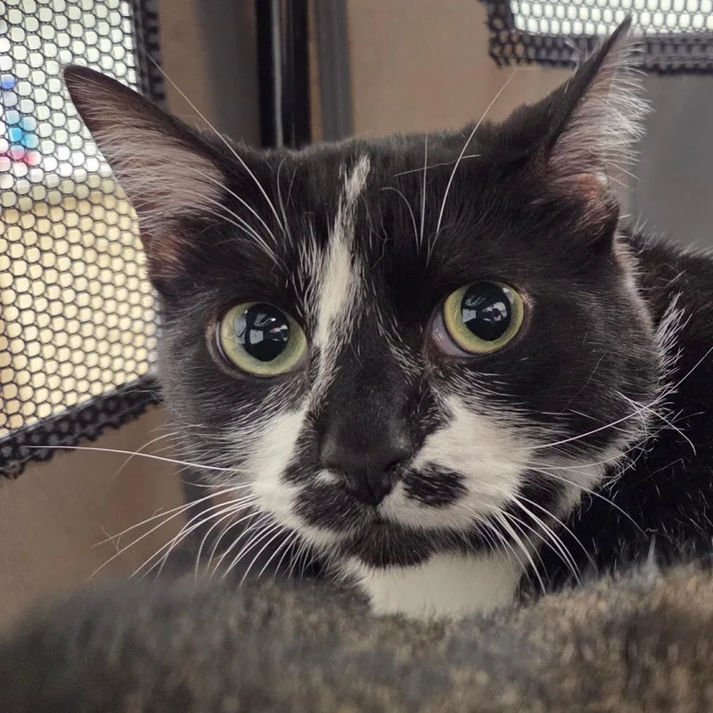 An adult large-sized female Black Domestic Short Hair cat named Turnip for adoption in Chattanooga, TN