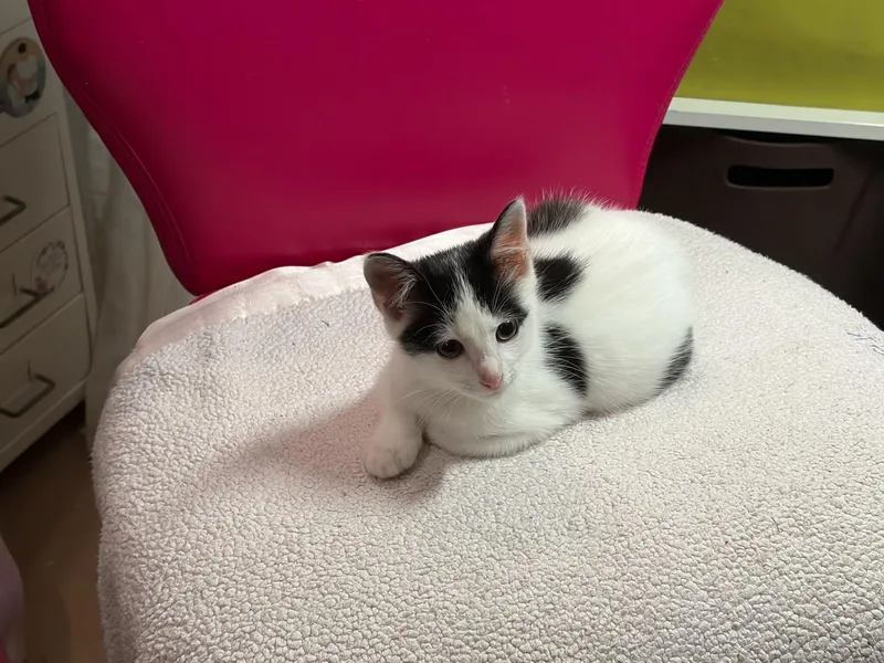 A baby medium-sized male Tuxedo cat named Griffin for adoption in White Lake, MI
