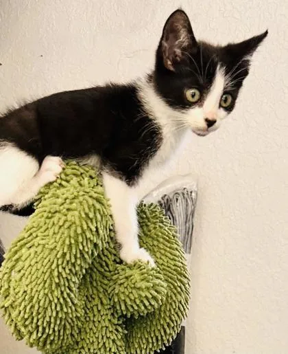 A baby small-sized male Domestic Short Hair cat named Aldi for adoption in Daytona Beach, FL