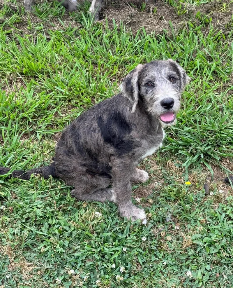 A baby medium-sized female Mixed Breed dog named Poppy Mae for adoption in Northwood, NH