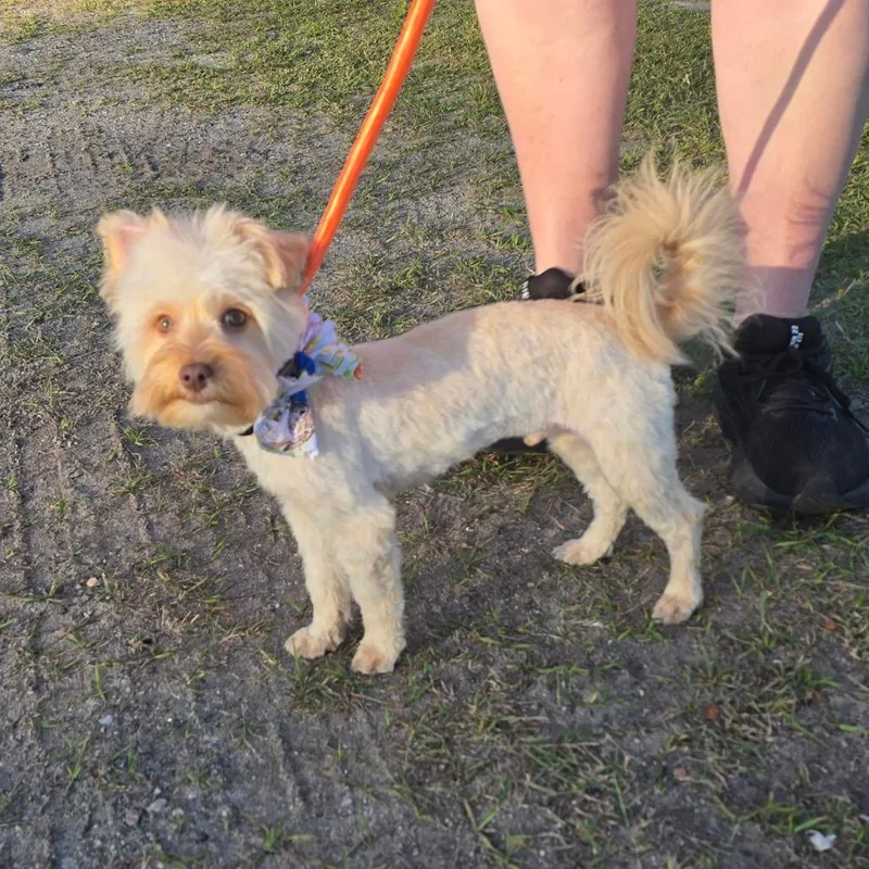 Caramel Aka Mel thumbnail 2