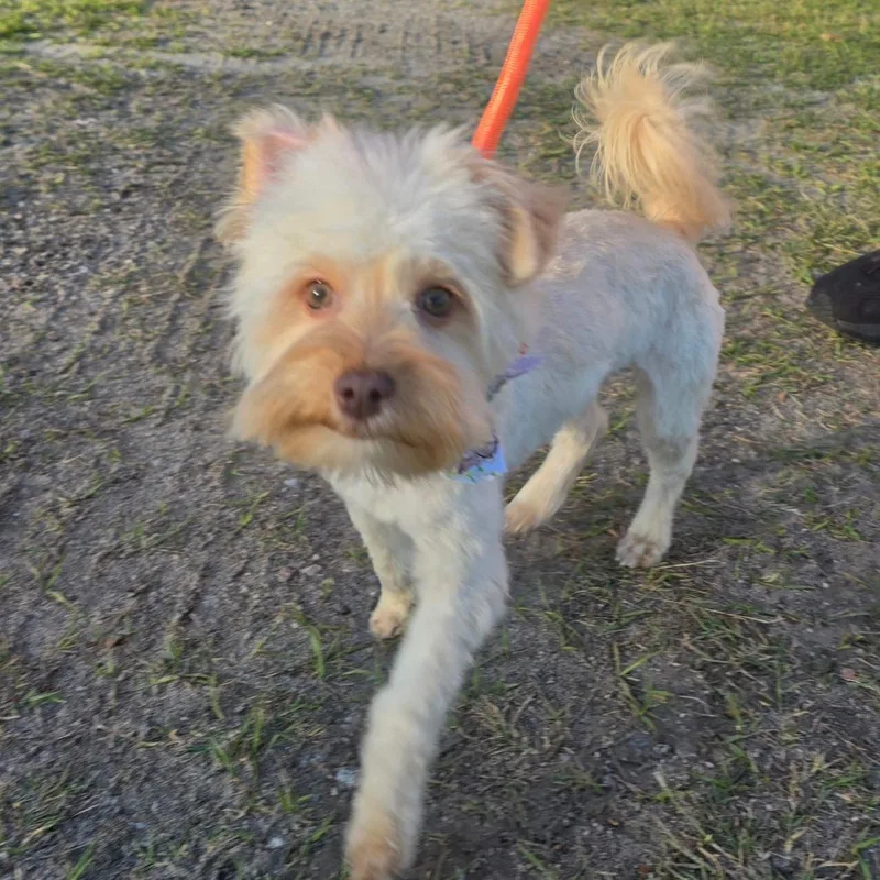 Caramel Aka Mel thumbnail 3