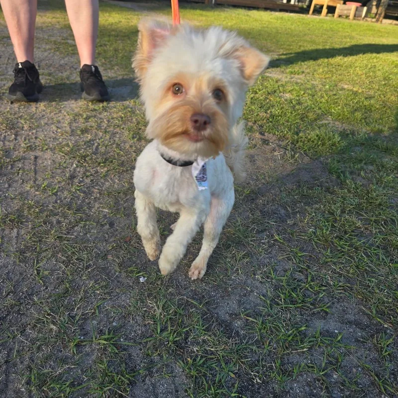 Caramel Aka Mel thumbnail 4