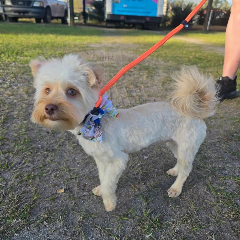 Caramel Aka Mel thumbnail 5