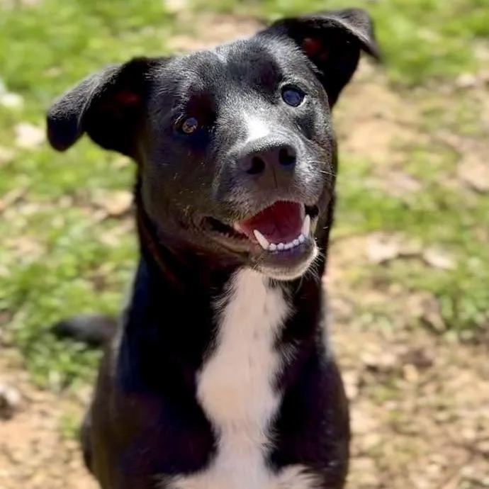 A young medium-sized male Black Mixed Breed dog named Gage for adoption in Washington Township, OH