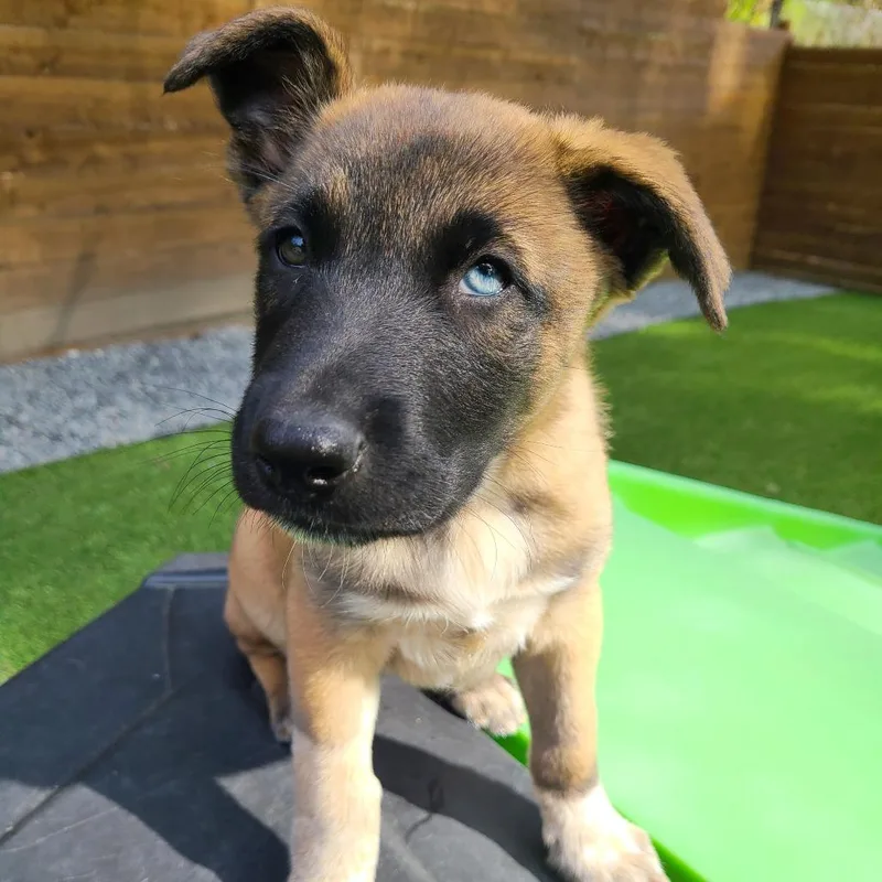 Cookie Crumble thumbnail 2