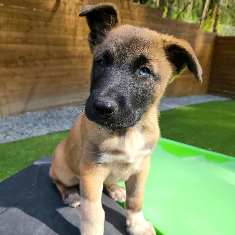 Cookie Crumble thumbnail 3