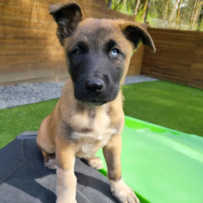 Cookie Crumble thumbnail 4