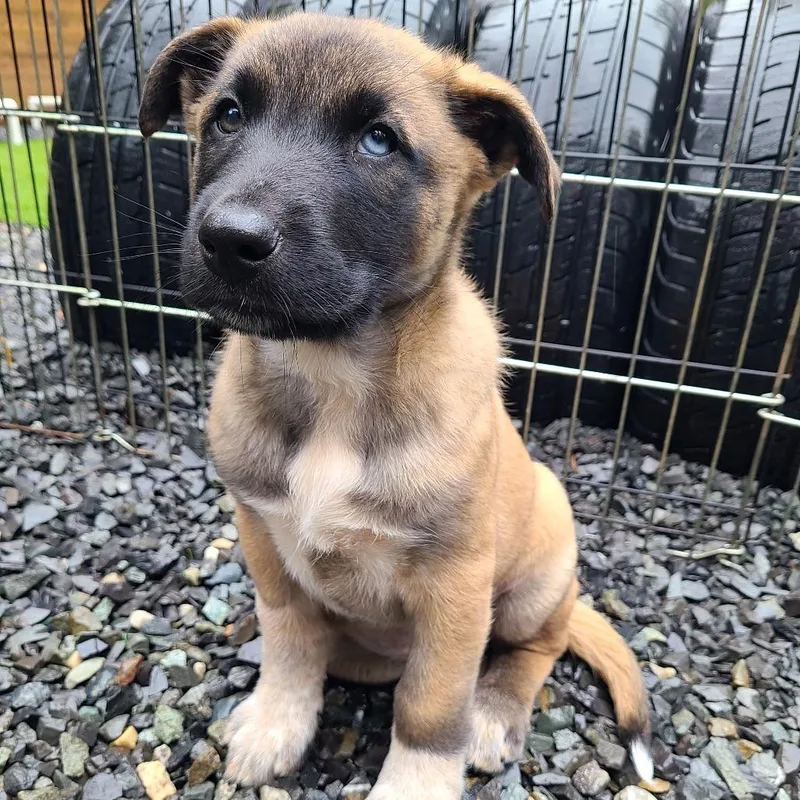 Cookie Crumble thumbnail 5