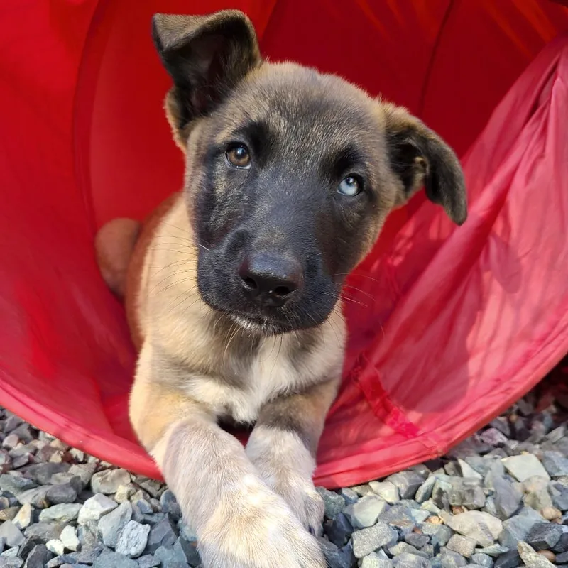 Cookie Crumble thumbnail 6